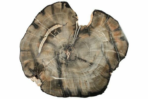 A slice of 200 million-year0old petrified wood from Arizona with details such as tree rings preserved.